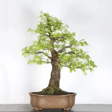 Oak "quercus cerris" 4-7