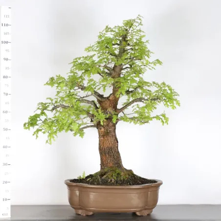 image supplémentaire - Oak "quercus cerris" 4-7