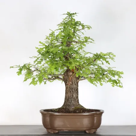 Oak "quercus cerris" 5-1