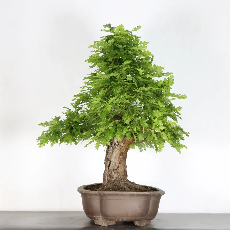 image supplémentaire - OAK BONSAI "QUERCUS CERRIS"...