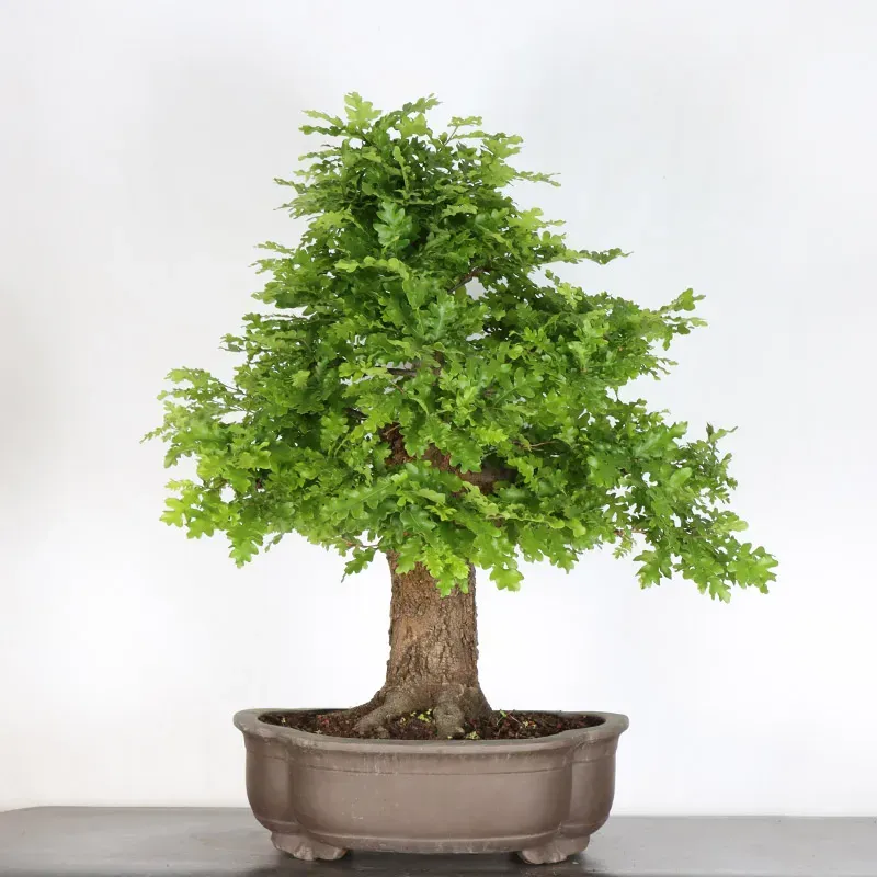 Pedunculate oak bonsai (Quercus Robur) CHR-2-2