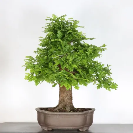 Pedunculate oak bonsai (Quercus Robur) CHR-2-2