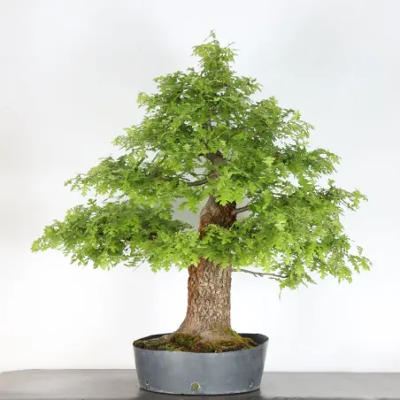 Bonsai Pedunculate Oak (Quercus Robur) CHR-4-2