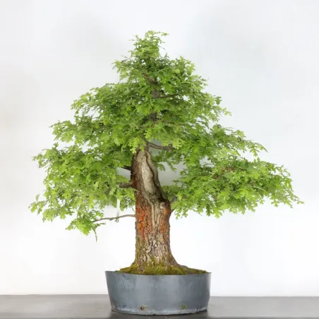 Bonsaï chêne pédonculé (Quercus Robur) CHR-4-2
