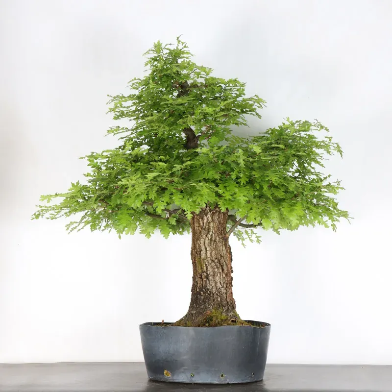 OAK BONSAI "QUERCUS CERRIS" 4-3
