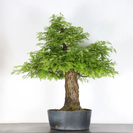 Bonsaï chêne pédonculé (Quercus Robur) CHR-4-3