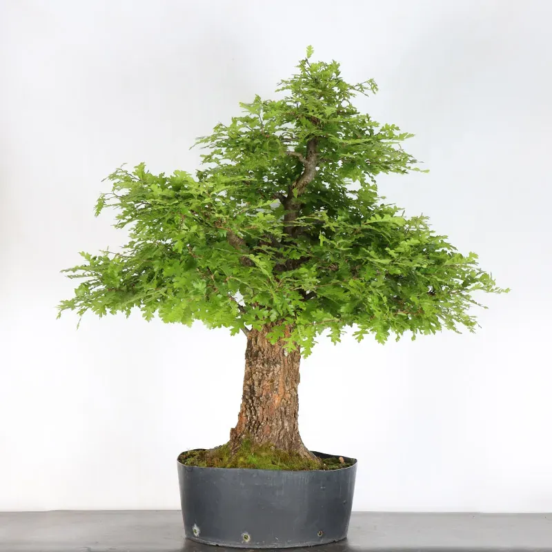 image supplémentaire - OAK BONSAI "QUERCUS CERRIS"...