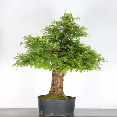 image supplémentaire - OAK BONSAI "QUERCUS CERRIS"...