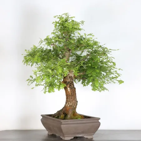 image supplémentaire - CHÊNE "QUERCUS CERRIS" 4-1