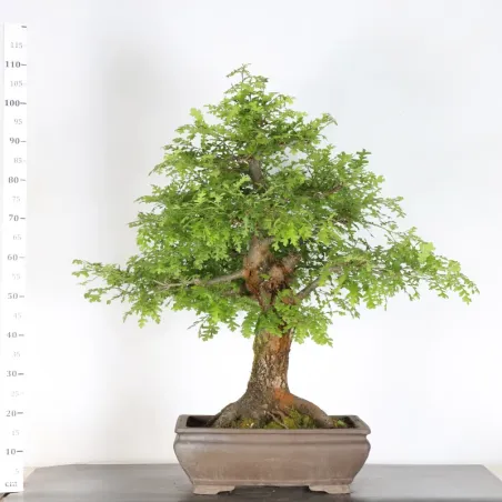 Bonsaï chêne pédonculé (Quercus Robur) CHR-4-1