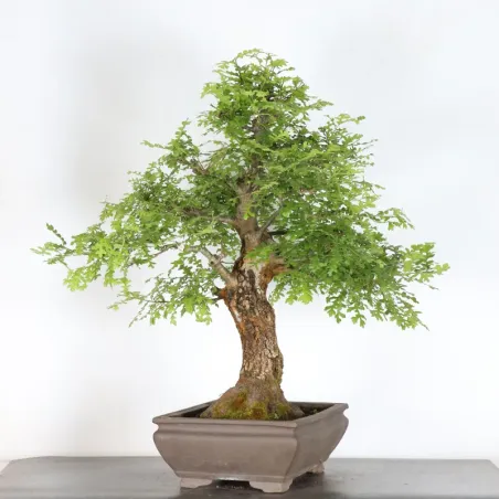 Pedunculate oak bonsai (Quercus Robur) CHR-4-1