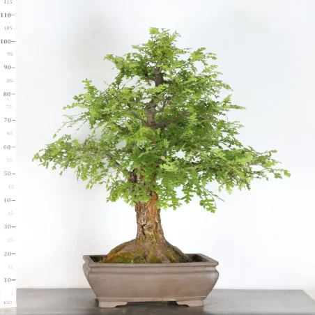 image supplémentaire - OAK BONSAI "QUERCUS CERRIS"...