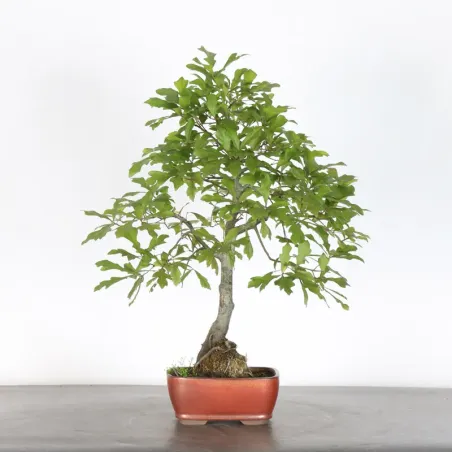 Bonsaï chêne pédonculé (Quercus Robur)  CHR-2-5