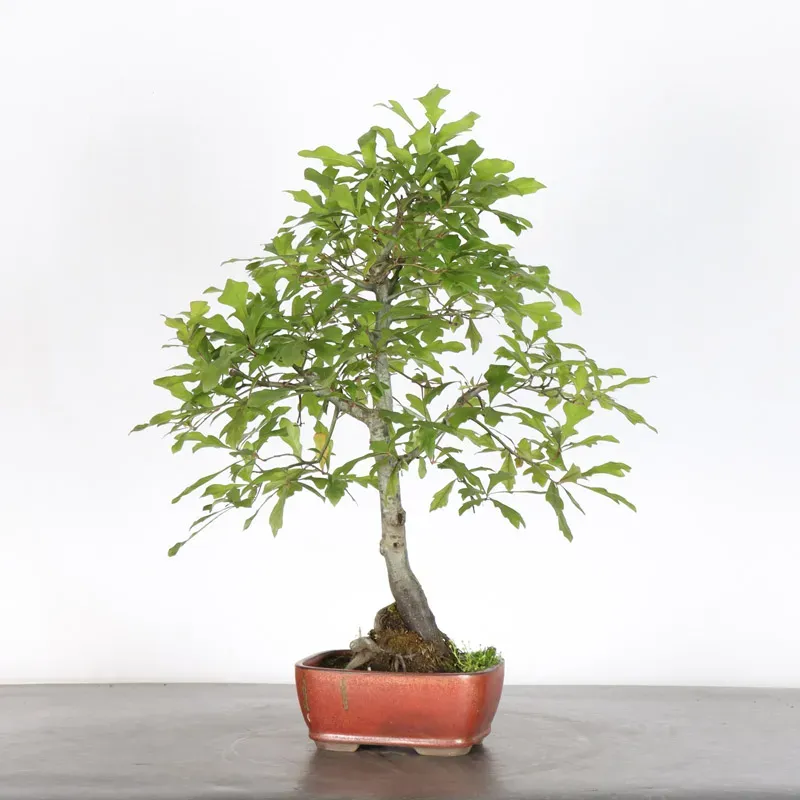 image supplémentaire - CHÊNE DES MARAIS "QUERCUS...