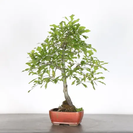 image supplémentaire - CHÊNE DES MARAIS "QUERCUS...