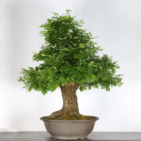 image supplémentaire - OAK BONSAI "QUERCUS CERRIS"...