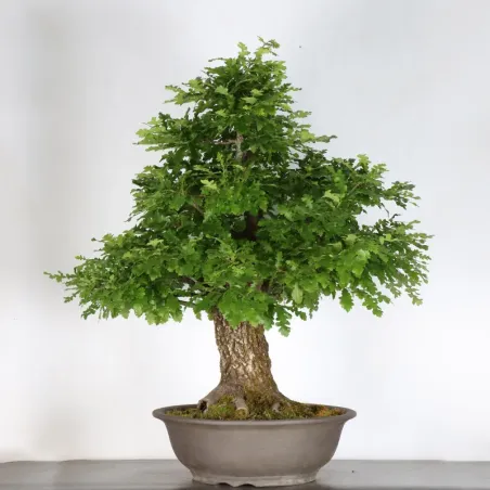 CHÊNE "QUERCUS CERRIS" 3-9