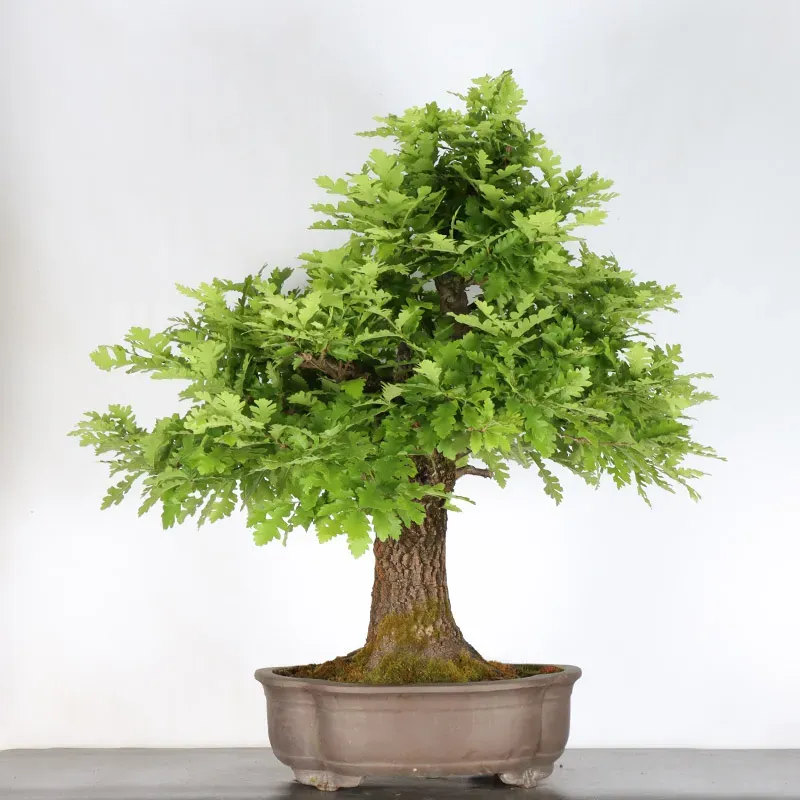 CHÊNE "QUERCUS CERRIS" 3-7