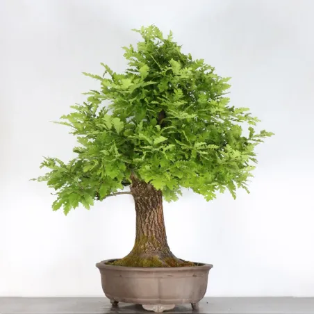 image supplémentaire - OAK BONSAI "QUERCUS CERRIS"...