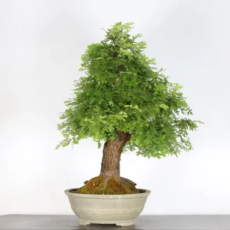 image supplémentaire - OAK BONSAI "QUERCUS CERRIS"...