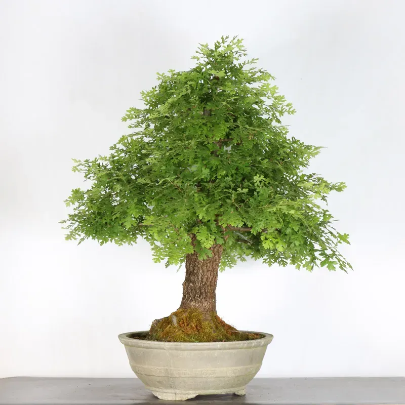 CHÊNE "QUERCUS CERRIS" 3-10