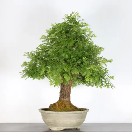OAK BONSAI "QUERCUS CERRIS" 3-10