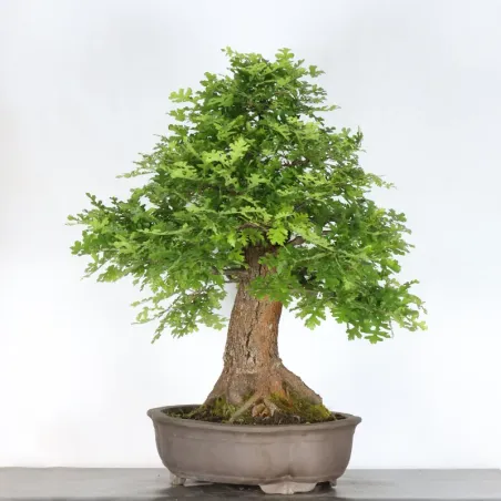 image supplémentaire - OAK BONSAI "QUERCUS CERRIS"...