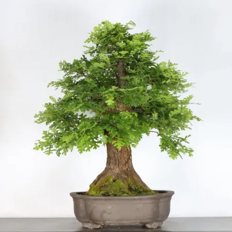OAK BONSAI "QUERCUS CERRIS" 3-4