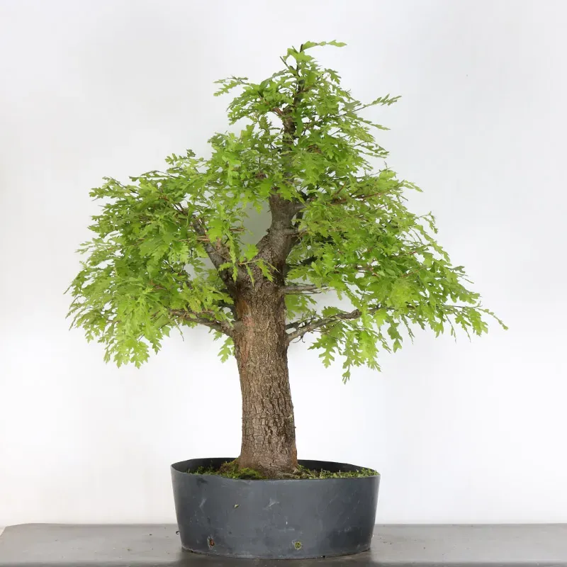CHÊNE "QUERCUS CERRIS" 2-3