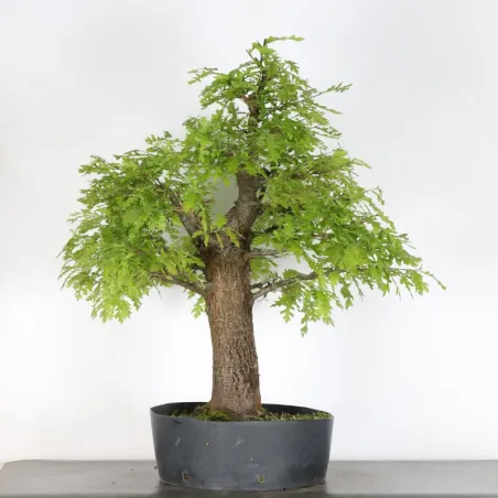 OAK BONSAI "QUERCUS CERRIS" 2-3