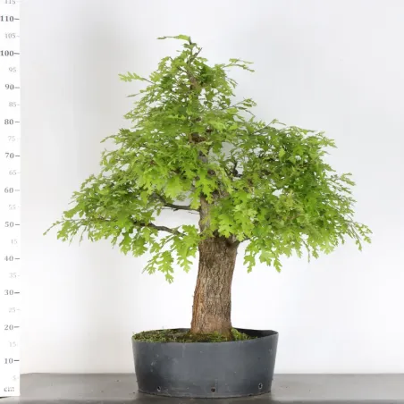 image supplémentaire - OAK BONSAI "QUERCUS CERRIS"...