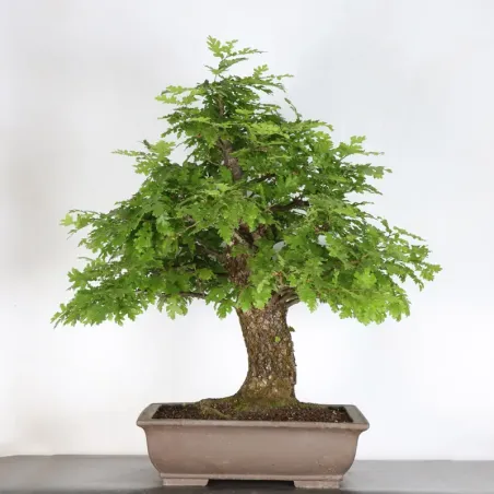 Pedunculate Oak Bonsai (Quercus Robur) CHR-2-4