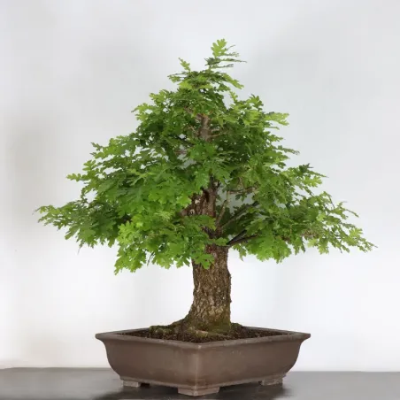 image supplémentaire - CHÊNE "QUERCUS CERRIS" 2-4