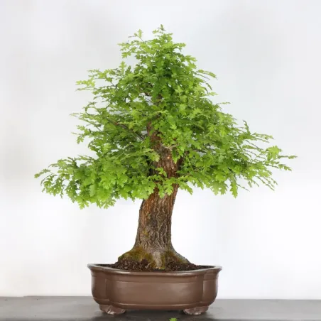 OAK BONSAI "QUERCUS CERRIS" 2-6