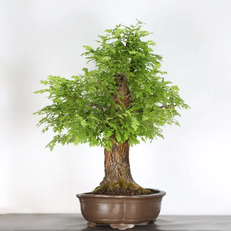 image supplémentaire - OAK BONSAI "QUERCUS CERRIS"...