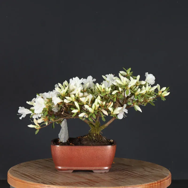 image supplémentaire - BONSAI AZALÉE JAPONAISE 1-1