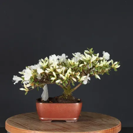 image supplémentaire - BONSAI AZALÉE JAPONAISE 1-1