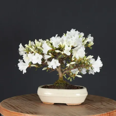 JAPANESE AZALEA 1-13