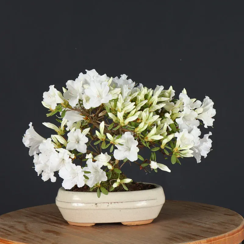 image supplémentaire - JAPANESE AZALEA 1-13