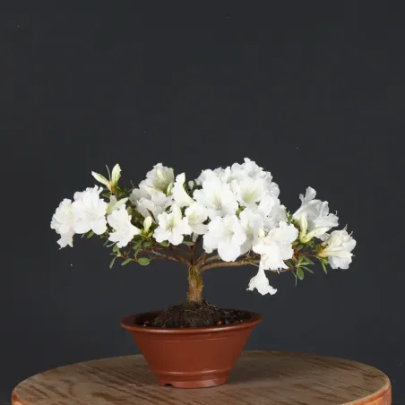 image supplémentaire - BONSAI AZALÉE JAPONAISE 1-8