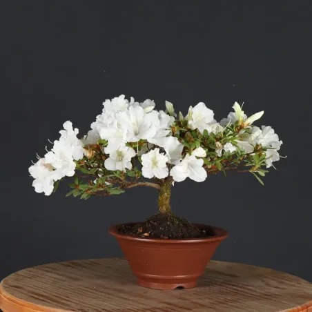 Bonsai Azalée AZ-1-8