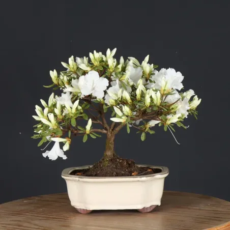 image supplémentaire - JAPANESE AZALEA 2-11