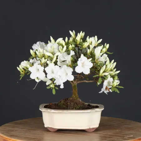 JAPANESE AZALEA 2-11