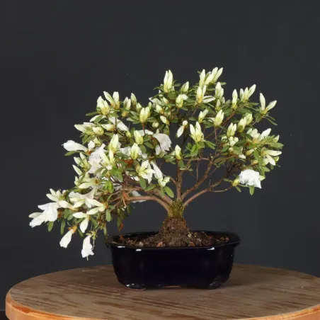 image supplémentaire - BONSAI JAPANESE AZALEA 3-10
