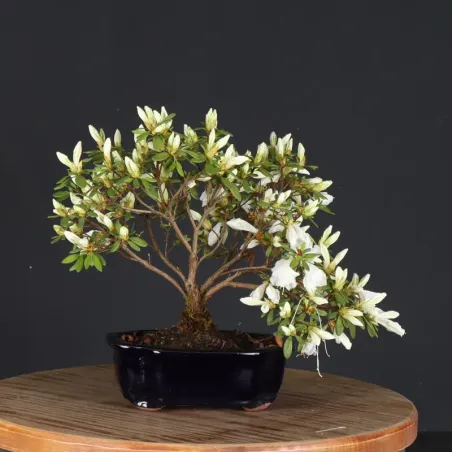 AZALÉE JAPONAISE "AZALEA" 3-10