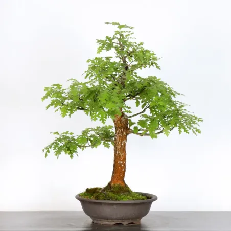 image supplémentaire - CHÊNE "QUERCUS CERRIS" 1-1