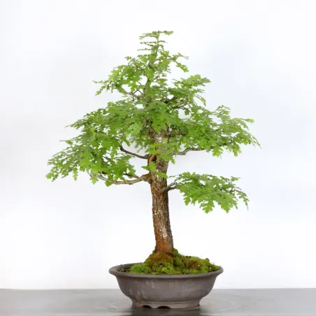 CHÊNE "QUERCUS CERRIS" 1-1
