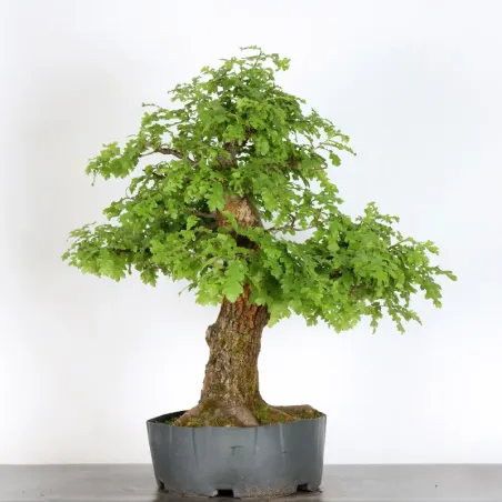 OAK BONSAI "QUERCUS CERRIS" 1-3
