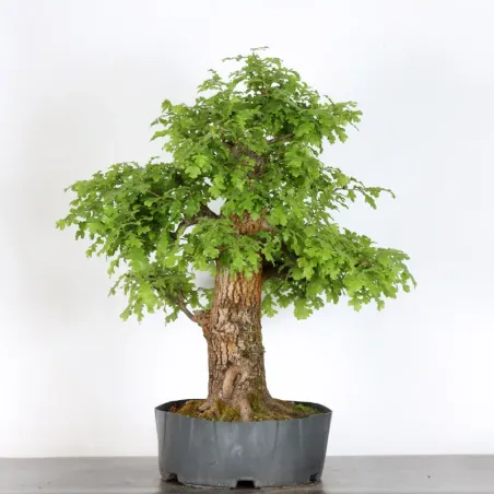 image supplémentaire - OAK BONSAI "QUERCUS CERRIS"...