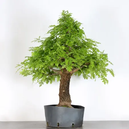 Chêne "quercus cerris" 1-6